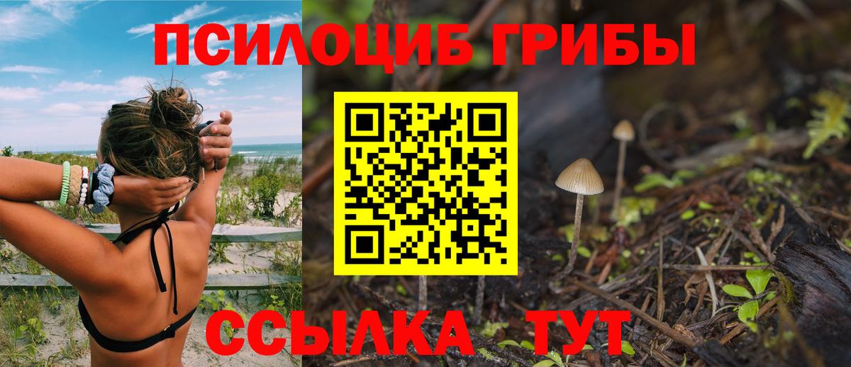 Псилоцибиновые грибы Psilocybine cubensis Сокол