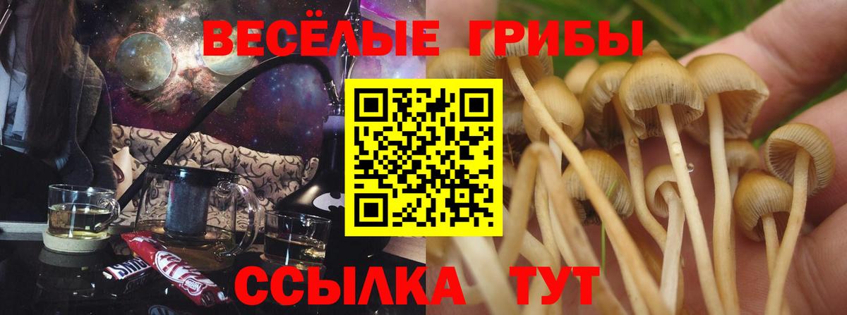 закладка  Вход с VPN  Сокол  Псилоцибиновые грибы Psilocybine cubensis 